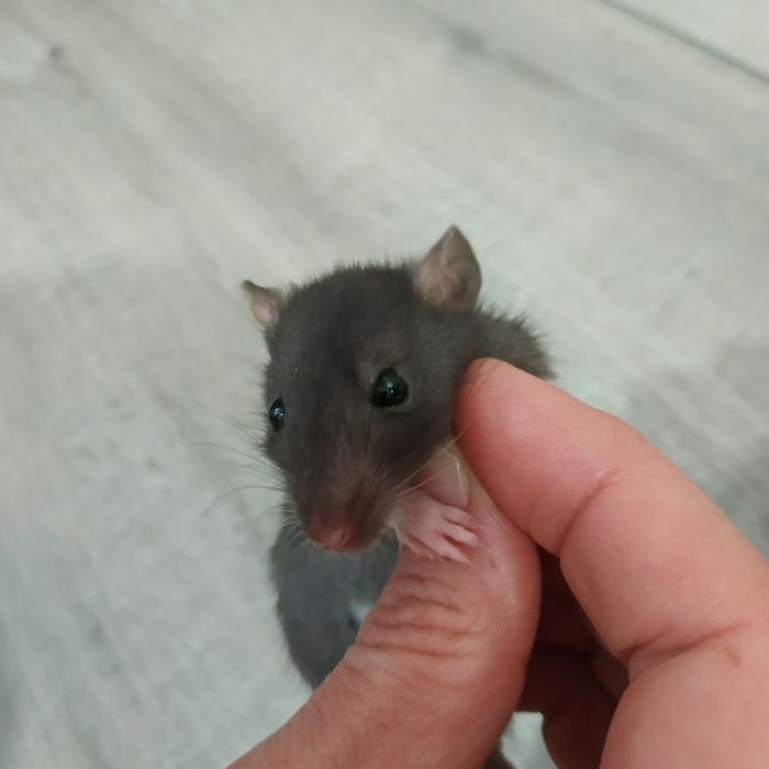 Декоративные крыски разные окрасы Дамбо Рекс крысята криса крысы