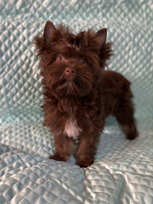 Йорк шоколадний хлопчик