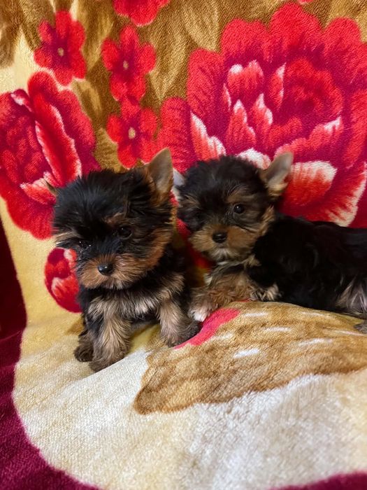 York yorki pieski piesek