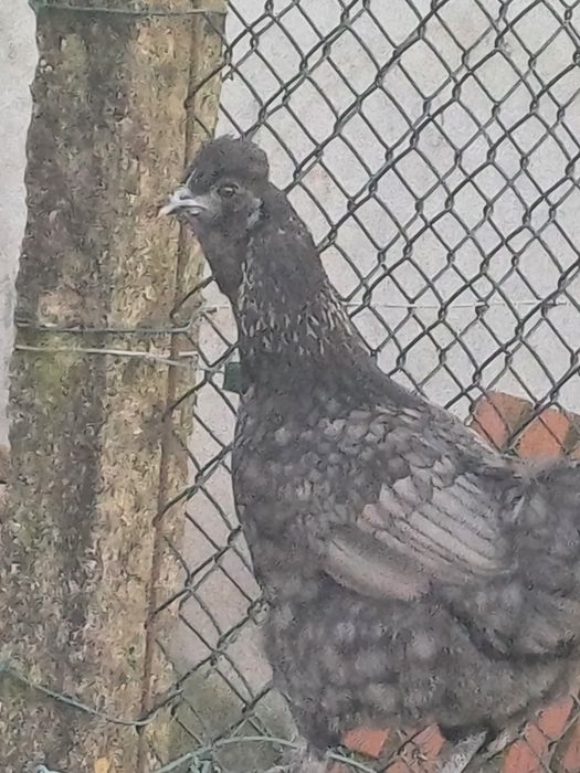 Boa noite vendo coquitas