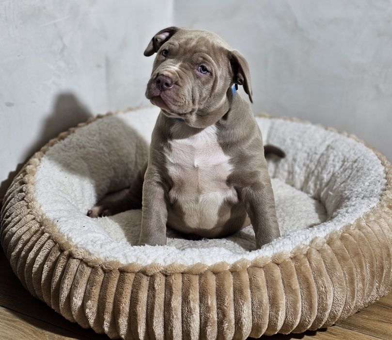 Bardzo piękny Piesek american bully xl