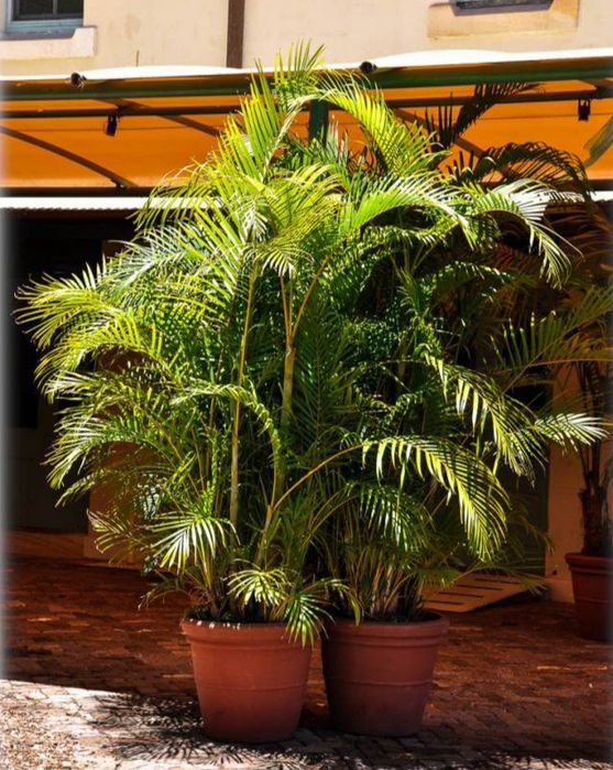 Palmeira Areca bambu, Dypsis lutescens