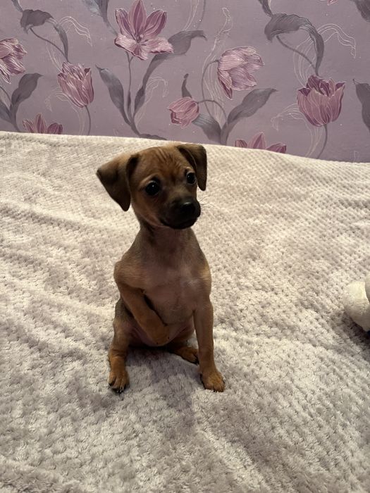 Цуцик Той-Терьєр