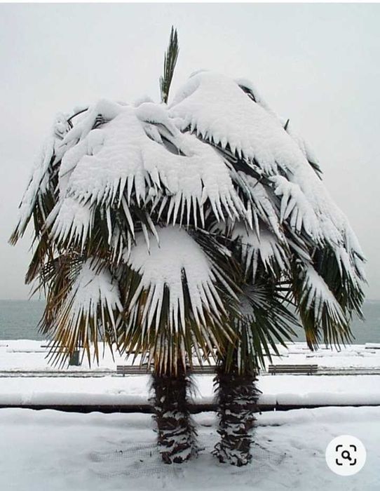 Palma mrozoodporna Trachycarpus fortunei  nasiona 1000 szt