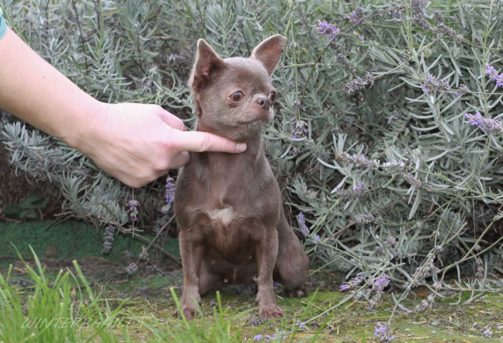 Чіхуахуа ~ бузкового окрасу