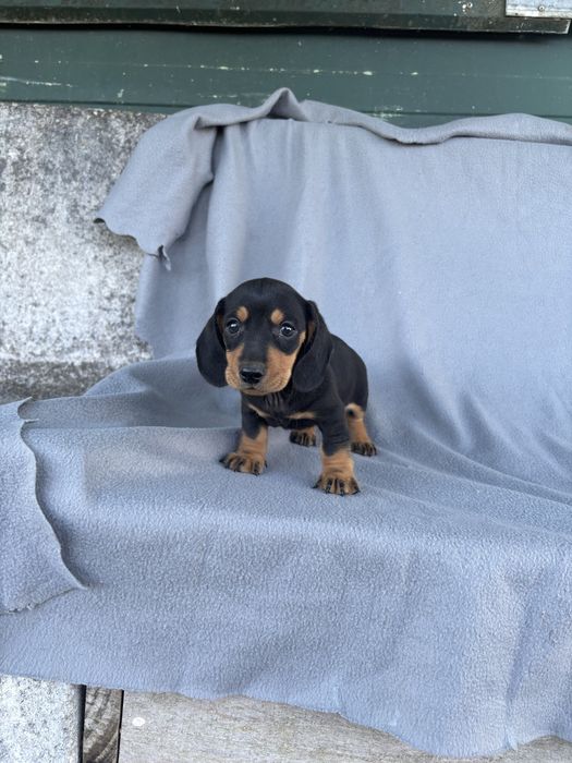 Teckel macho pelo curto miniatura