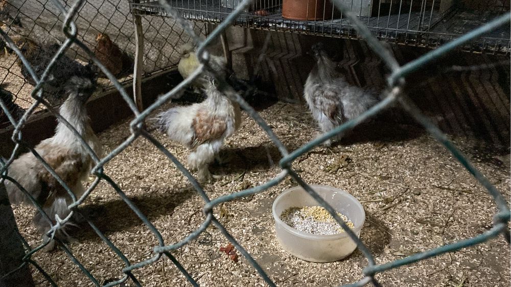 Galos sedosa do japao