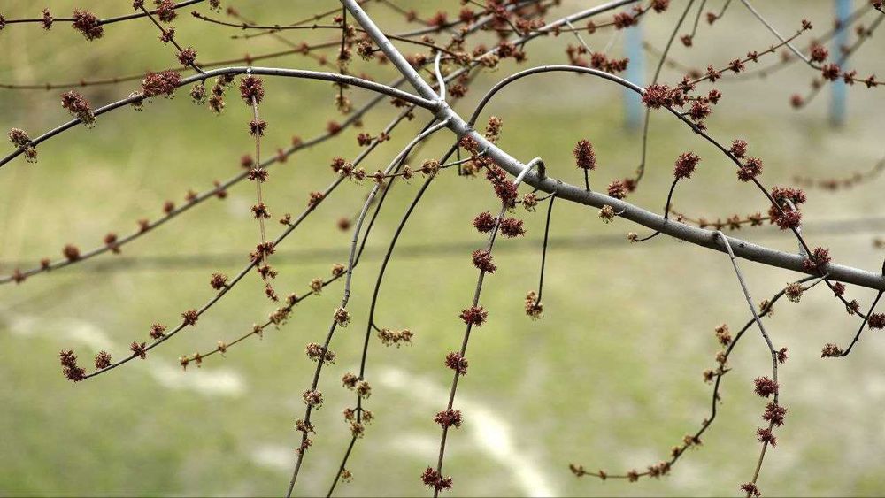 Nikon Lens Series E 135mm 1:2.8