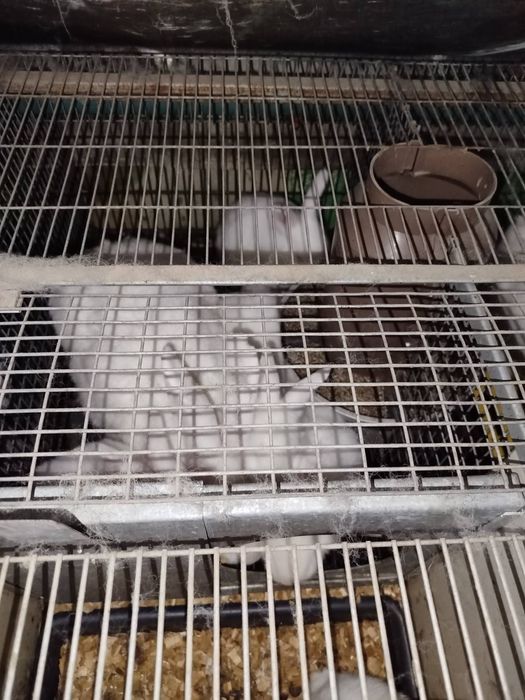 Кролики термони  200гр