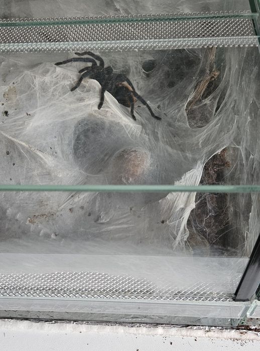 Chromatopelma cyaneopubescens