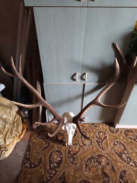 Poroże Jelenia 2sztuki