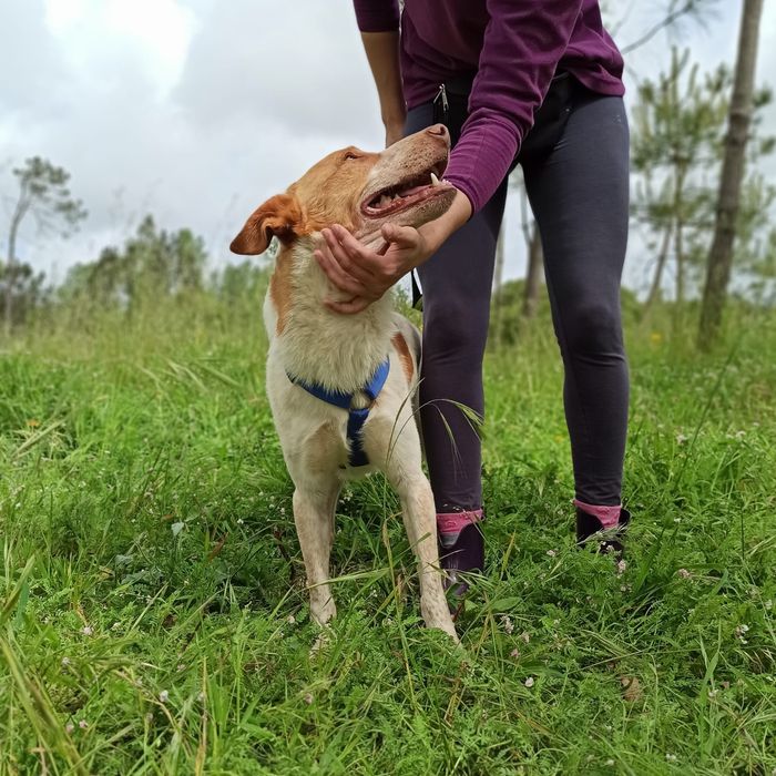 Leslie- cachorro de porte médio para adoção