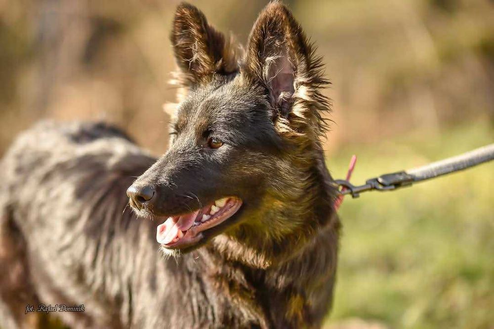 Cudowna Atena szuka domu!