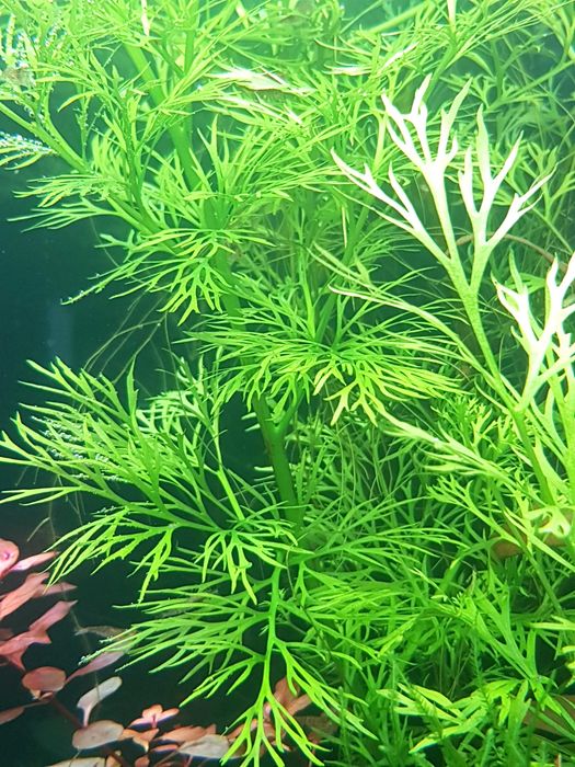 Pack plantas de aquário fácil manutenção