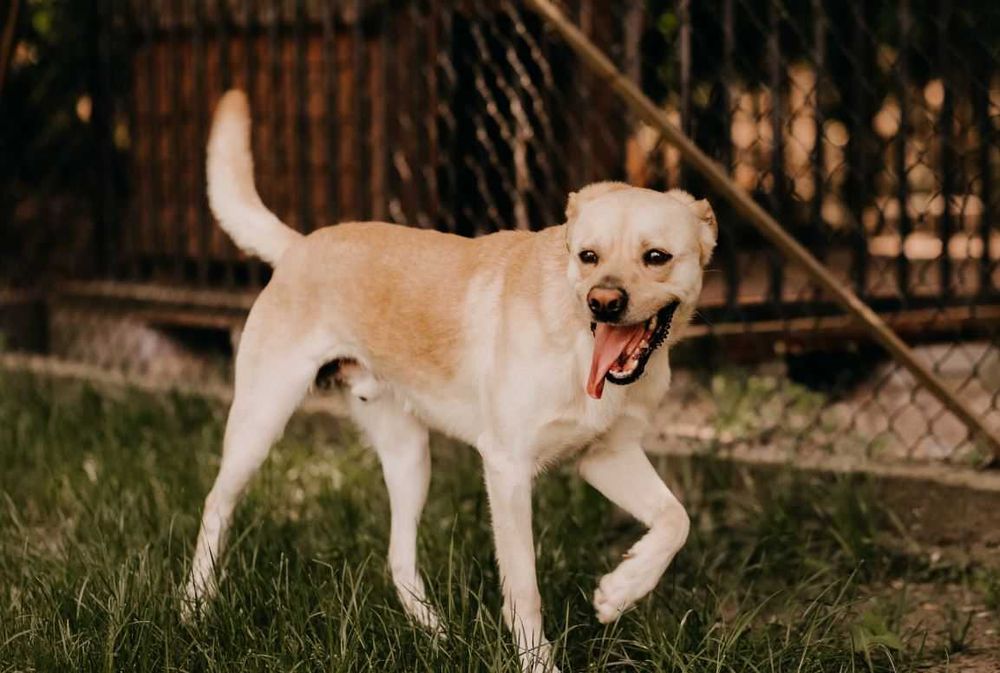 Alergia dziecka pozbawiła Fado domu... Czy to się jeszcze zmieni?