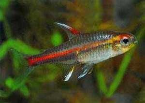 Zwinnik jarzeniec Hemigrammus erythrozonus