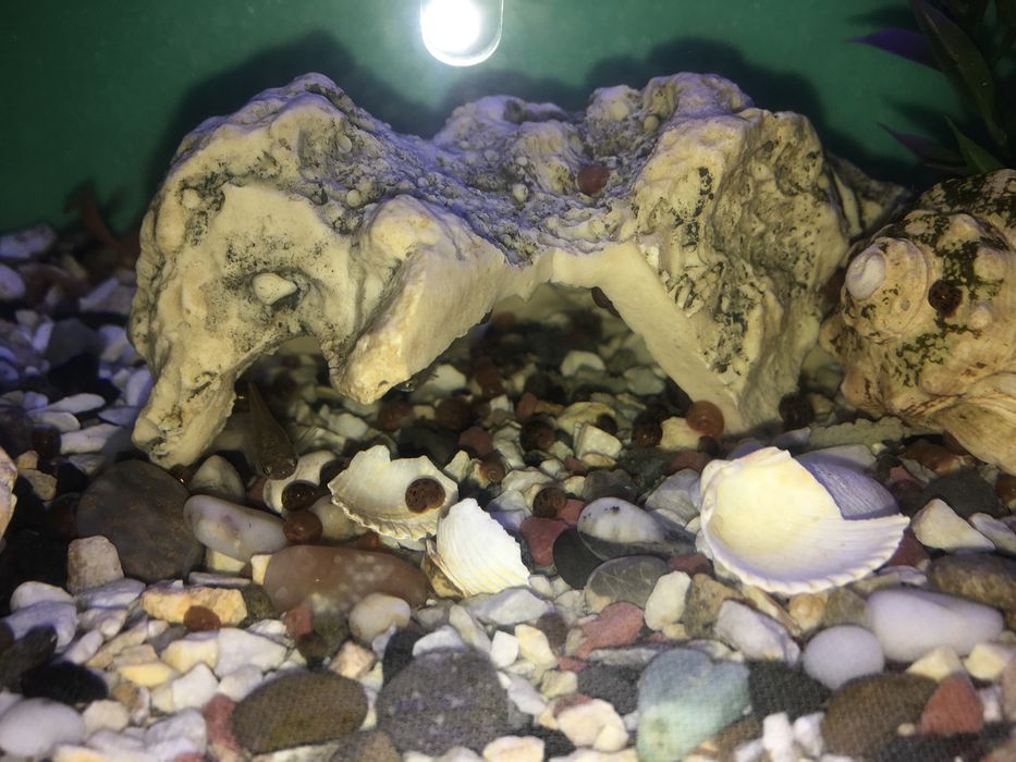 Акваріумні равлики