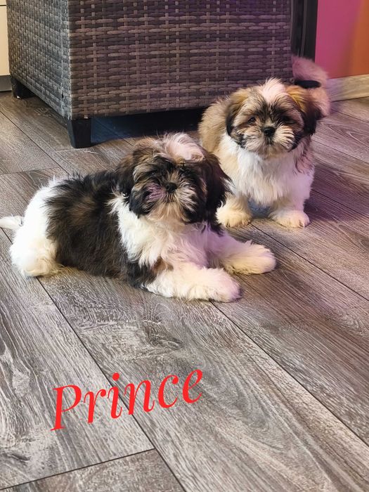 Shih Tzu - chłopczyk , cudny Prince