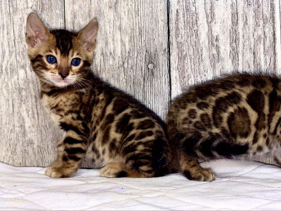 Бенгальські кошенята