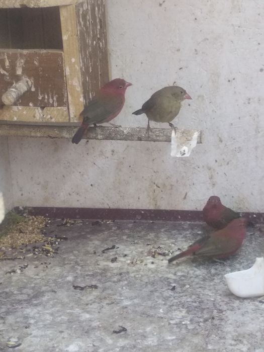 amarant mały samiec