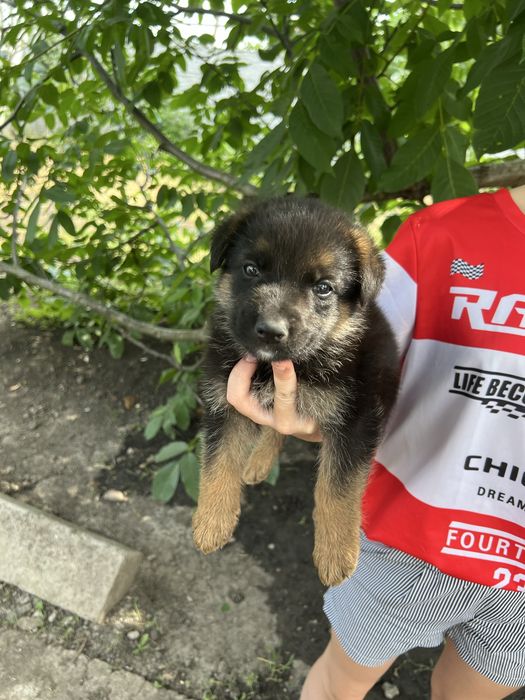 Продається цуценя німецької вівчарки
