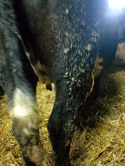 Jałówka wysokocielna