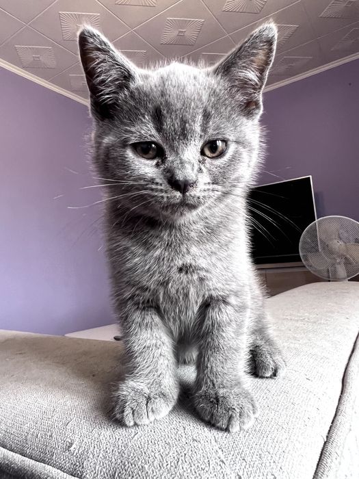 kocurek brytyjski krótkowłosy