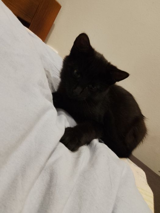 Oddam małą kotkę.