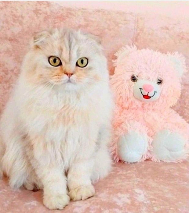 Неймовірно лагідний хлопчик Срібний красунчик шиншила