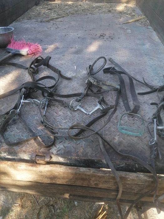 Utensílios para cavalo