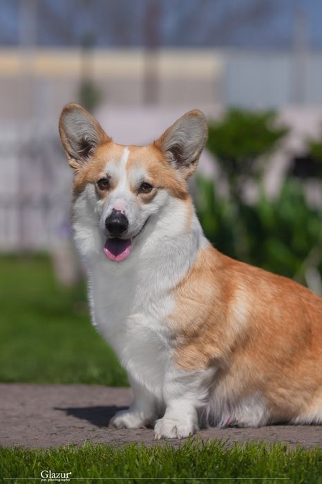 Коргі хлопчик кобель 6 місяців шикарний крутий породний топ вельшкорги