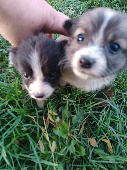 Подарую чотирьох щенят