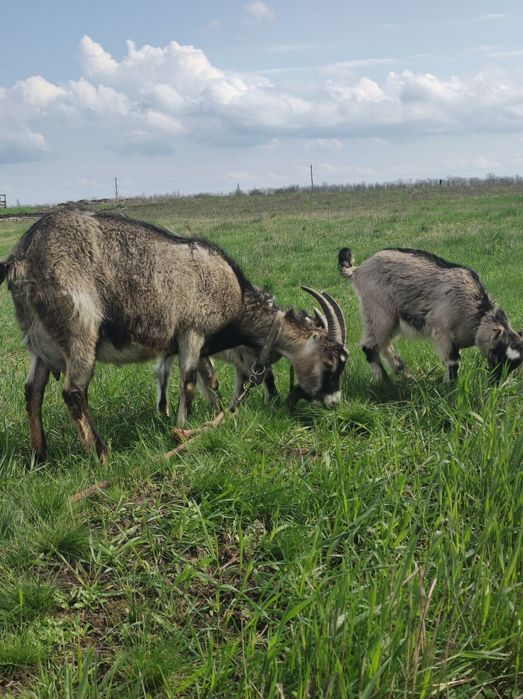 Продам козу ,первістку,ламанч