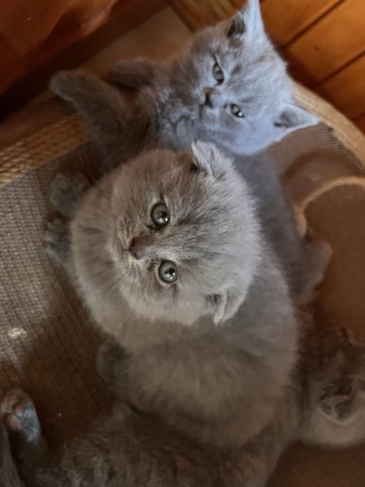 Шотландські кошенята