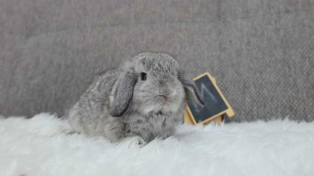 KIT Completo Coelhos anões mini (Desparasitados e vacinados)