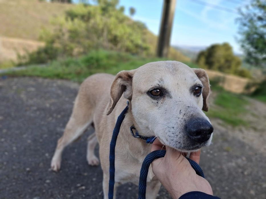 Mais gordão, meigo e bonacheirao nao existe!