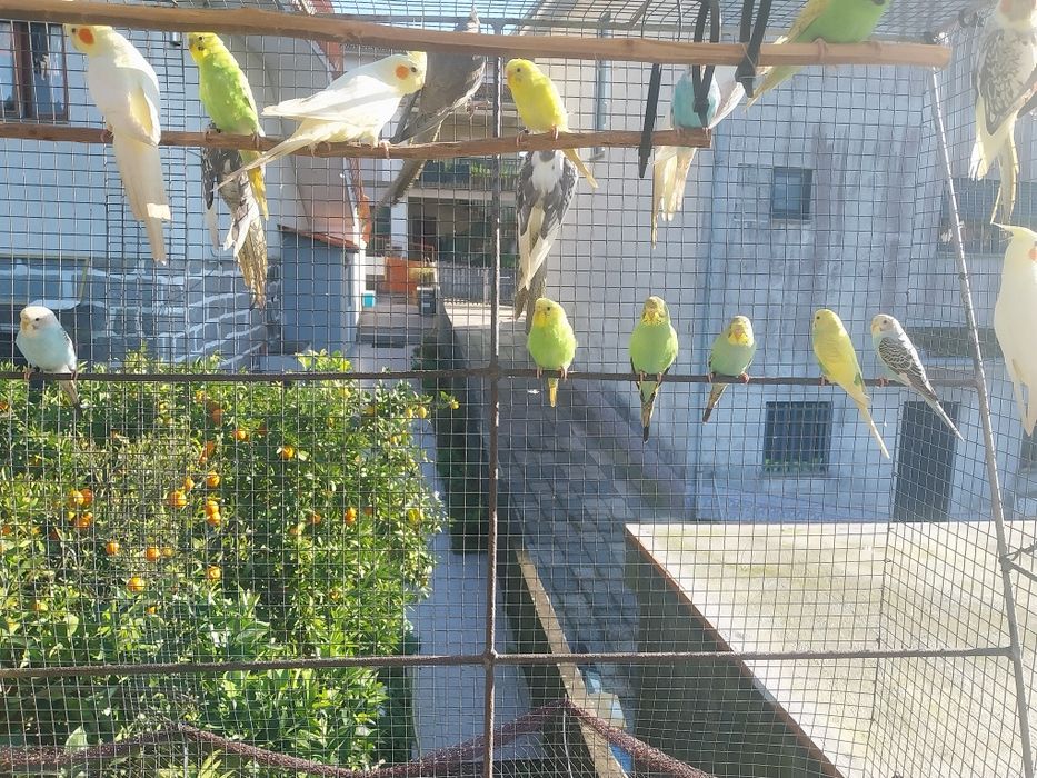 Caturras periquitos turquesinos agapornis