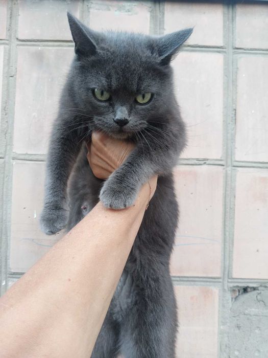 Кішечка в добрі руки