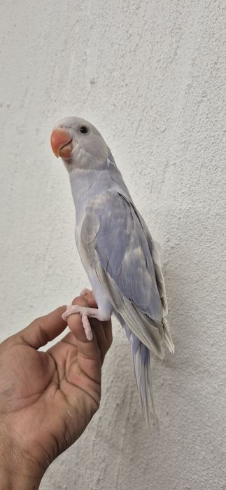Ring nek criado a mão