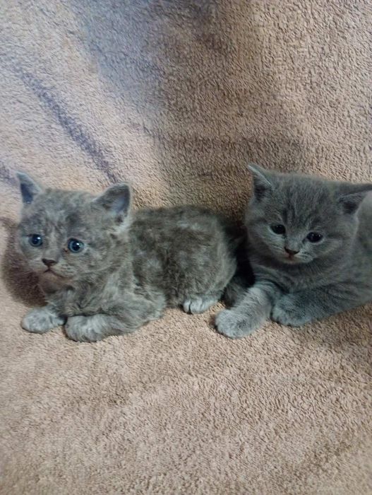 котики британчики