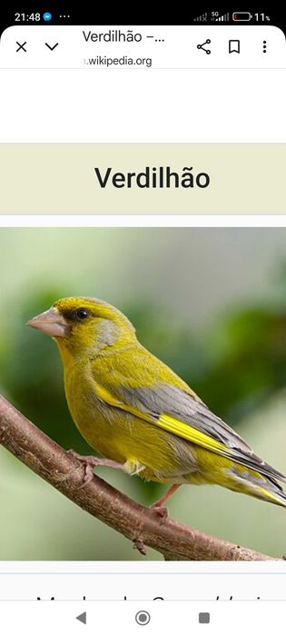 Tenho alguns pássaros para vender deste.