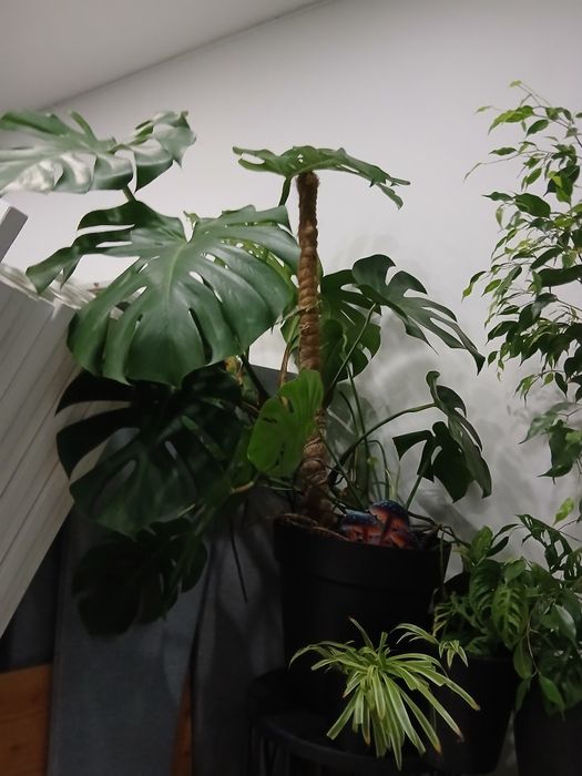 Monstera 10 lat 150 x 110 stan idealny ogromne liście 60cm