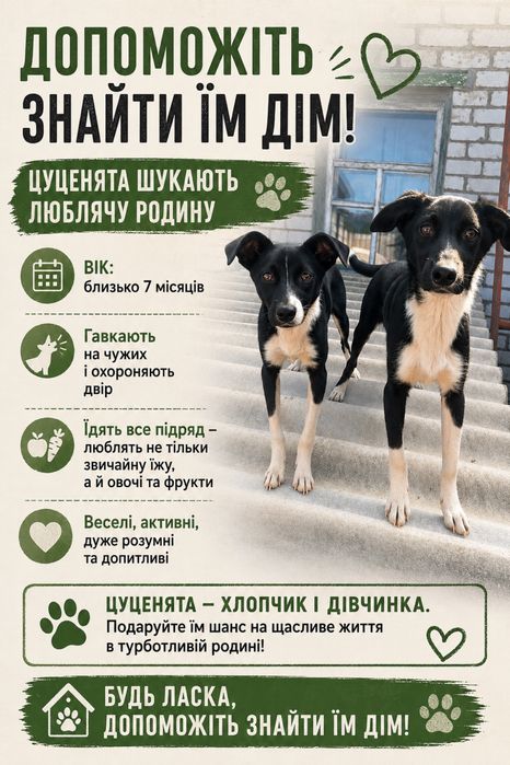 Цуценята шукають дім