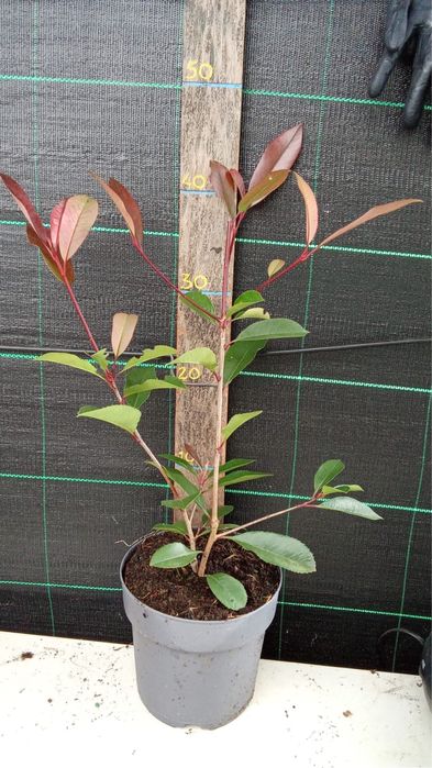 Photinias 50cm varios tamanhos