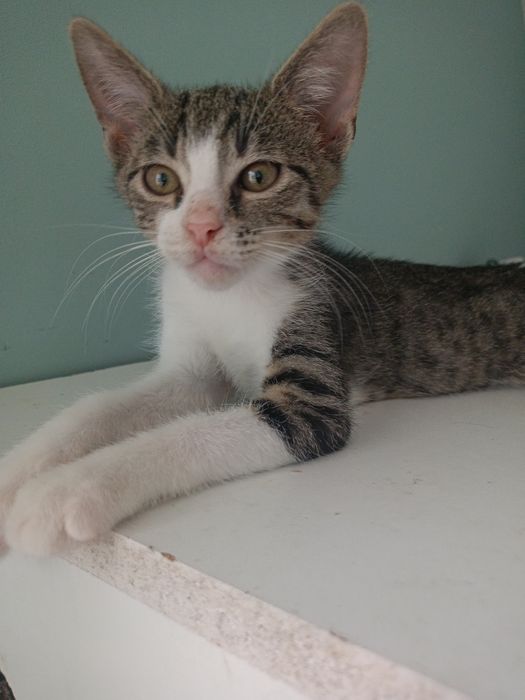 Malutki Sosik szuka domu ! Adopcja