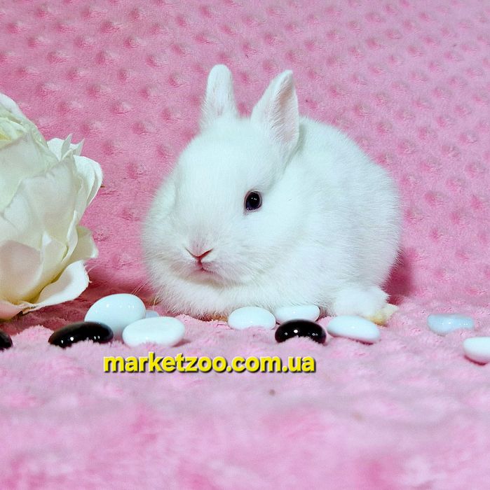 Міні гермелін,найменші кролики,карликові,карликовые,мини,декоративні