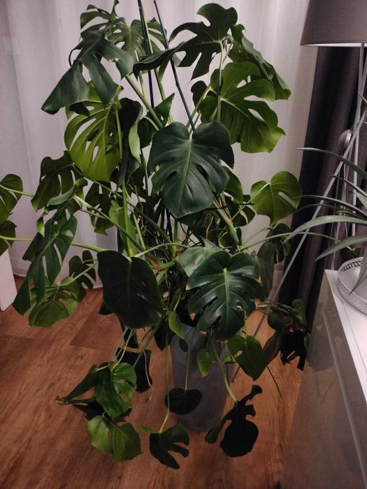 Kwiatek Monstera sprzedam