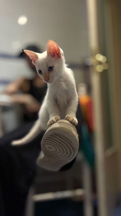 Adoção de gatinhos
