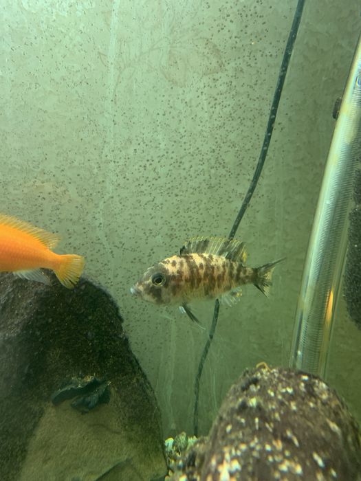 Малавійські цихліди