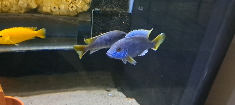 Pyszczak Pseudotropheus acei (pyszczak złotopłetwy)